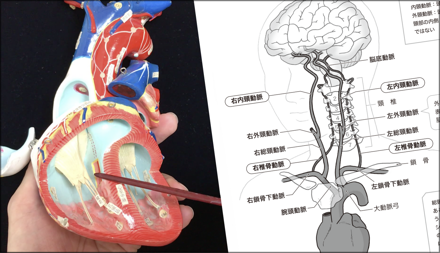 心臓の模型を使用した解説風景