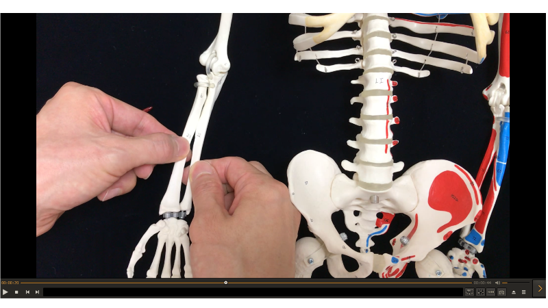 人体の模型を使用した解説風景